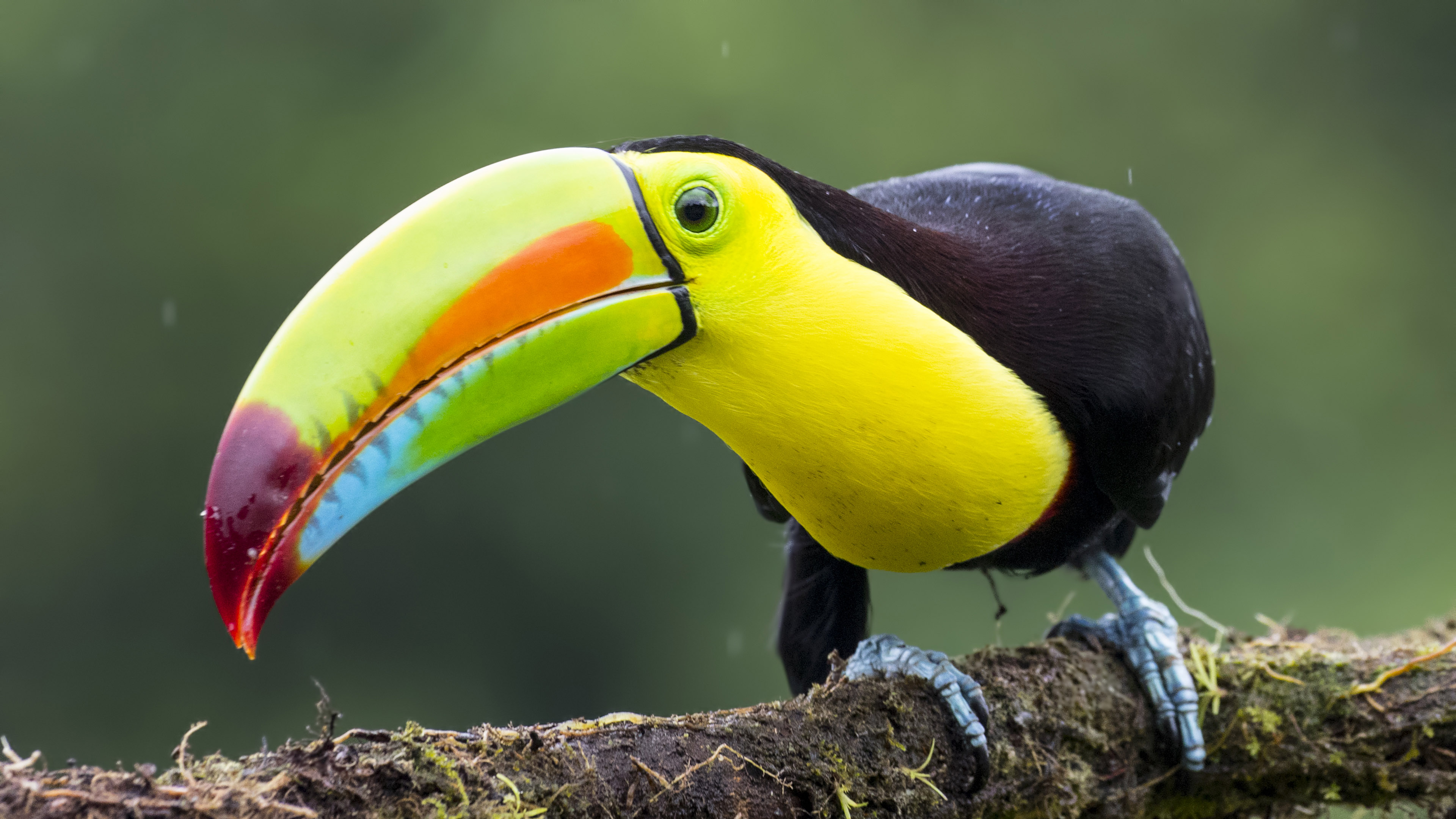 Keel-billed Toucan